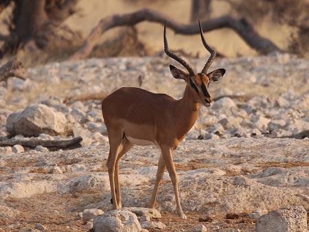 Schwarznasen-Impala (Aepyceros melampus petersi)