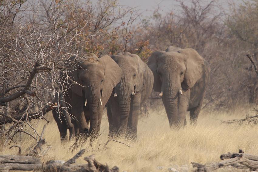 Afrikanische Elefant (Loxodonta africana)