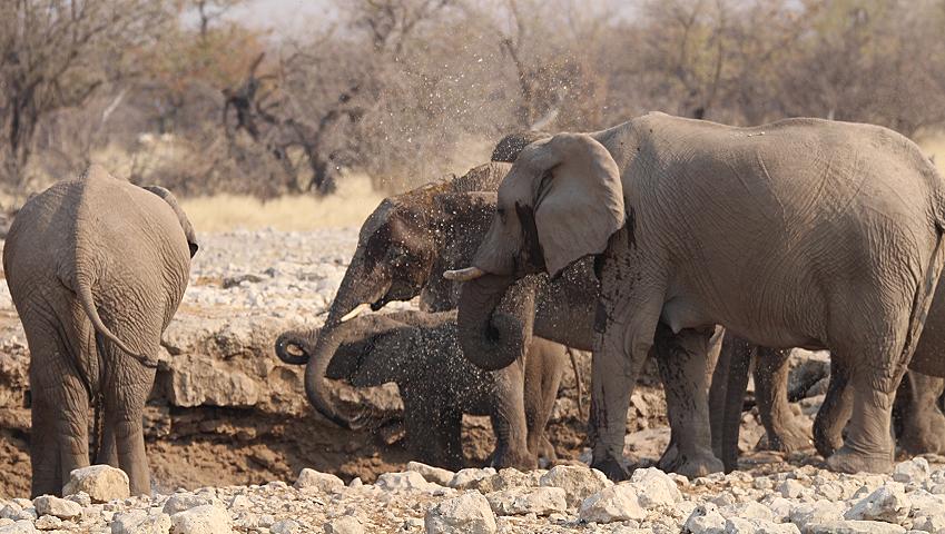 Afrikanische Elefant (Loxodonta africana)