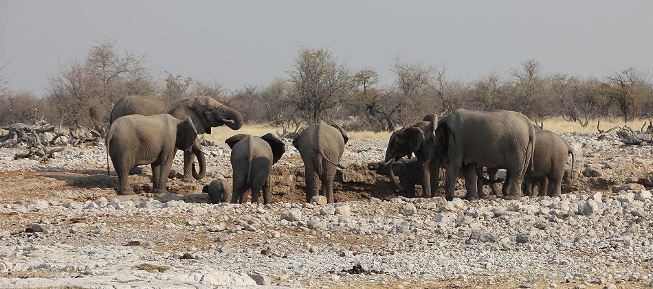 Afrikanische Elefant (Loxodonta africana)