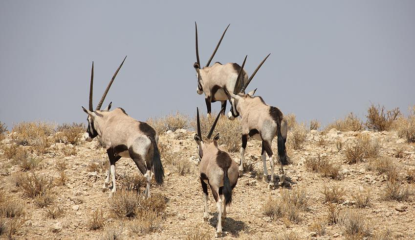 Südafrikanische Oryx (Oryx gazella)