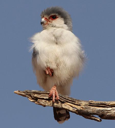 Pygmäenfalke (Polihierax semitorquatus castanonotus)