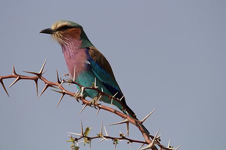 Gabelracke (Coracias caudatus)