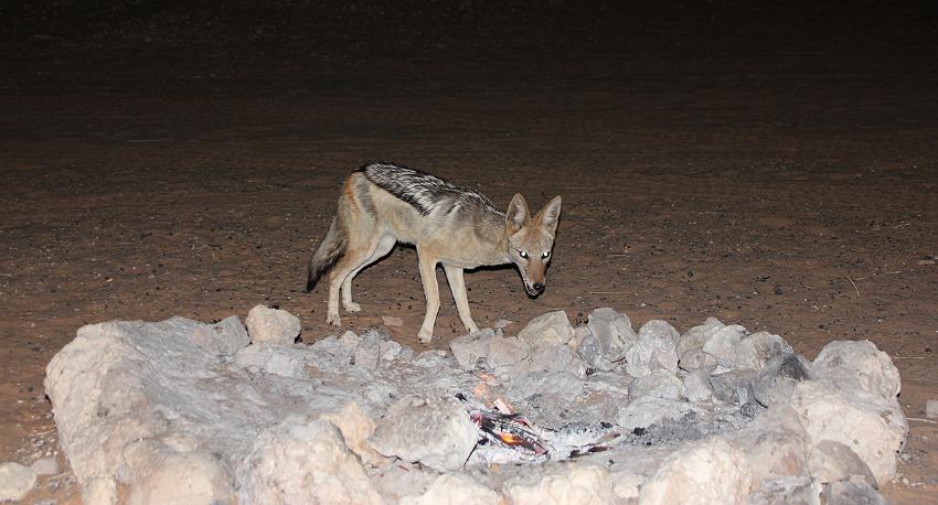 Rooiputs Camp Nr.1 - Kgalagadi Transfrontier Park