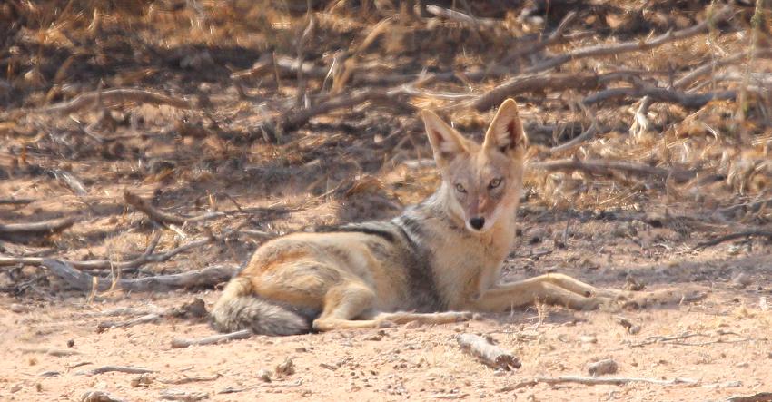 Schabrackenschakal (Canis mesomelas)