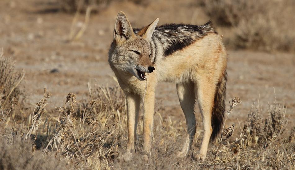 Schabrackenschakal (Canis mesomelas)