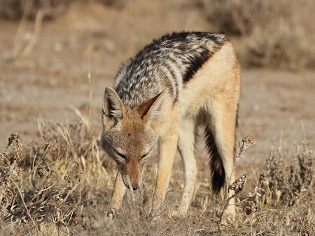 Schabrackenschakal (Canis mesomelas)