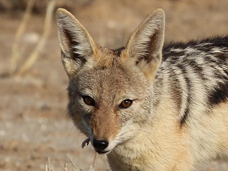 Schabrackenschakal (Canis mesomelas)