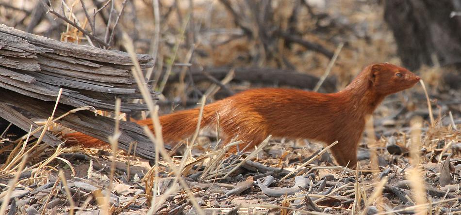 Schlankmanguste (Galerella sanguinea, Syn.: Herpestes sanguineus)