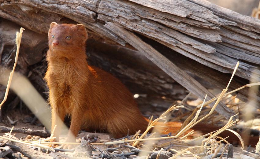 Schlankmanguste (Galerella sanguinea, Syn.: Herpestes sanguineus)