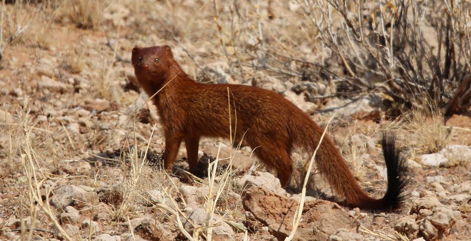 Schlankmanguste (Galerella sanguinea)