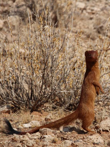 Schlankmanguste (Galerella sanguinea)