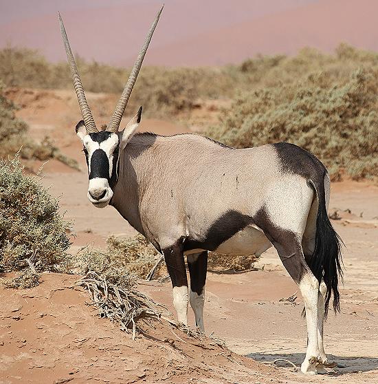 Südafrikanische Oryx (Oryx gazella)