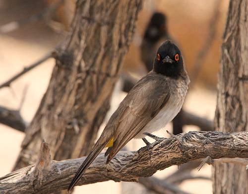 Rotaugenbülbül (Pycnonotus Nigricans)