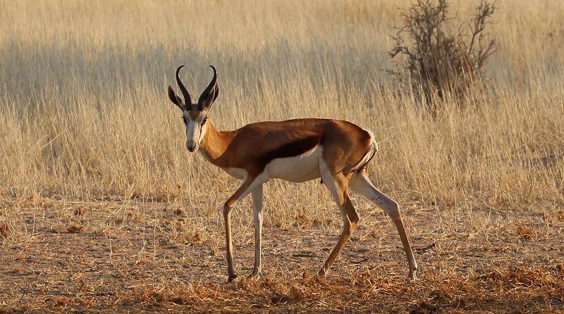 Kalahari Springbock (Antidorcas hofmeyri) 