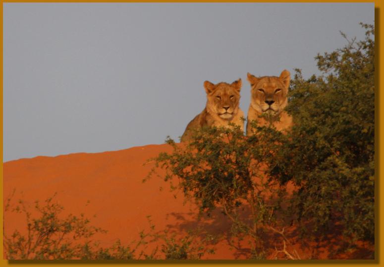 Kalahari Löwen - KTP