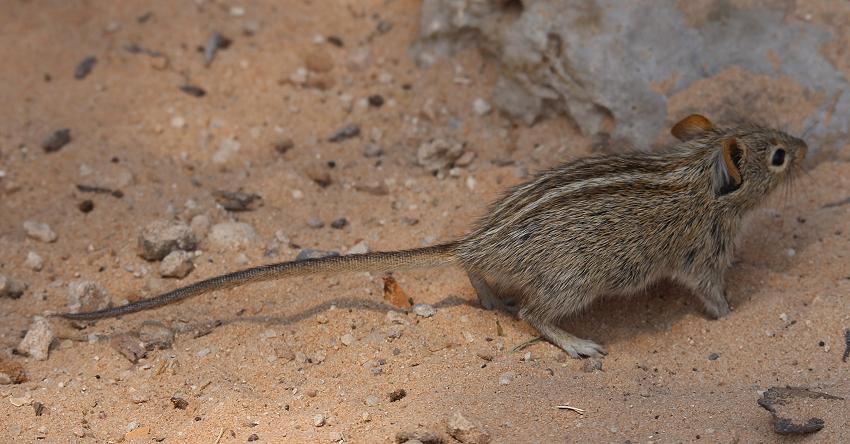 Vierstreifengrasmaus (Rhabdomys pumilio)