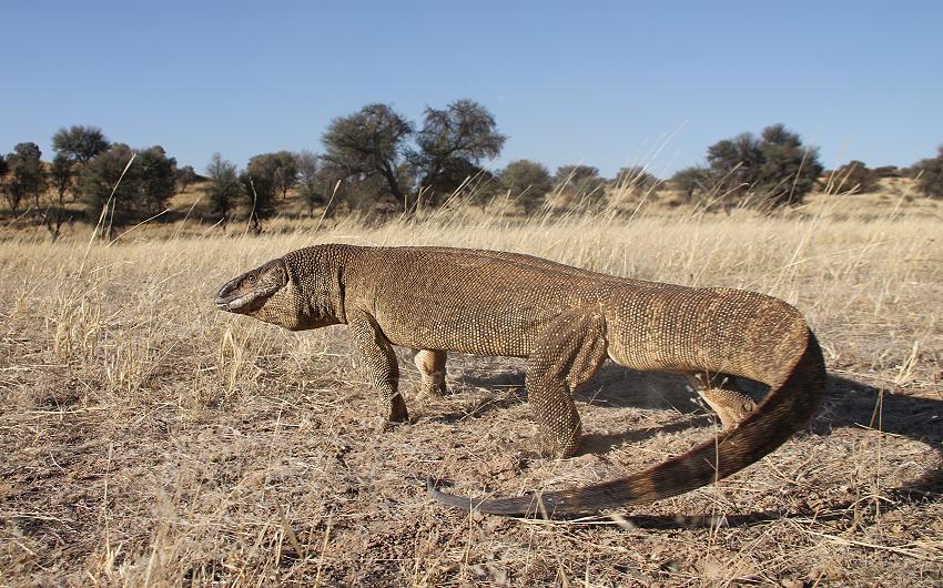 Weißkehlwaran, (Varanus albigularis)