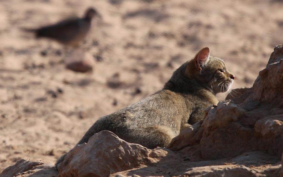 Südafrikanische Wildkatze (Felis lybica cafra)