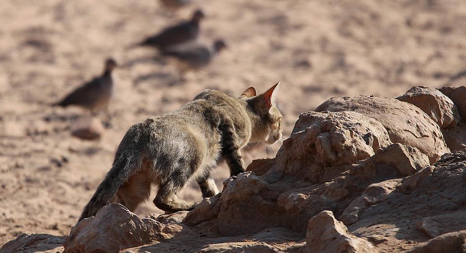 Südafrikanische Wildkatze (Felis lybica cafra)