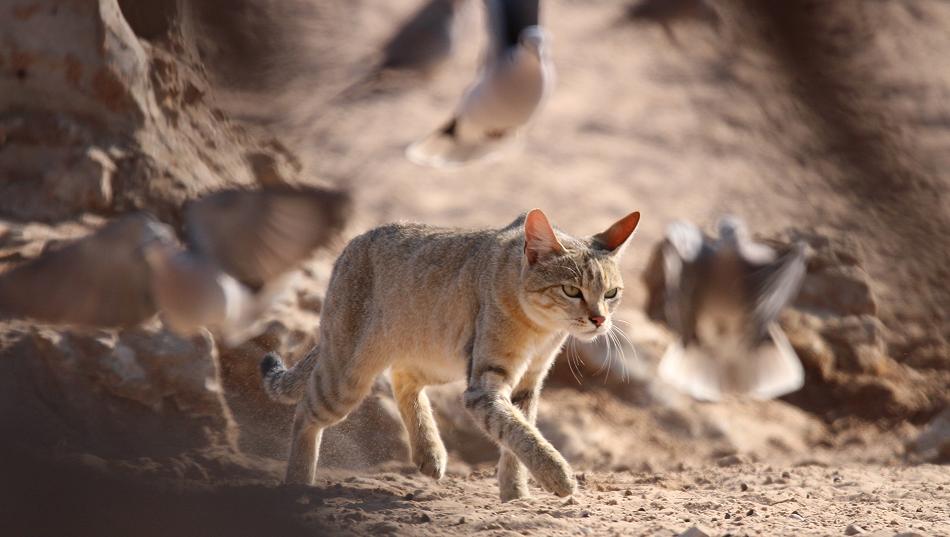Südafrikanische Wildkatze (Felis lybica cafra)