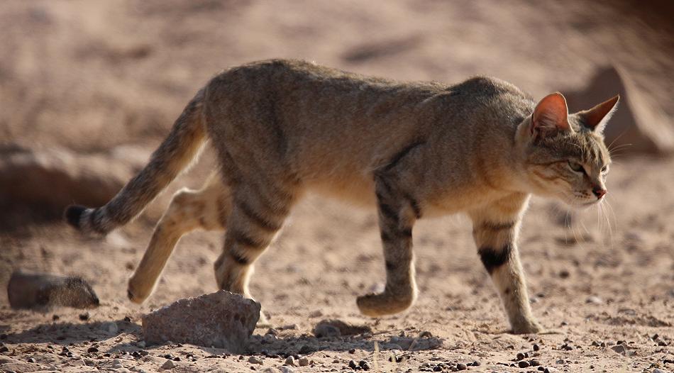 Südafrikanische Wildkatze (Felis lybica cafra)