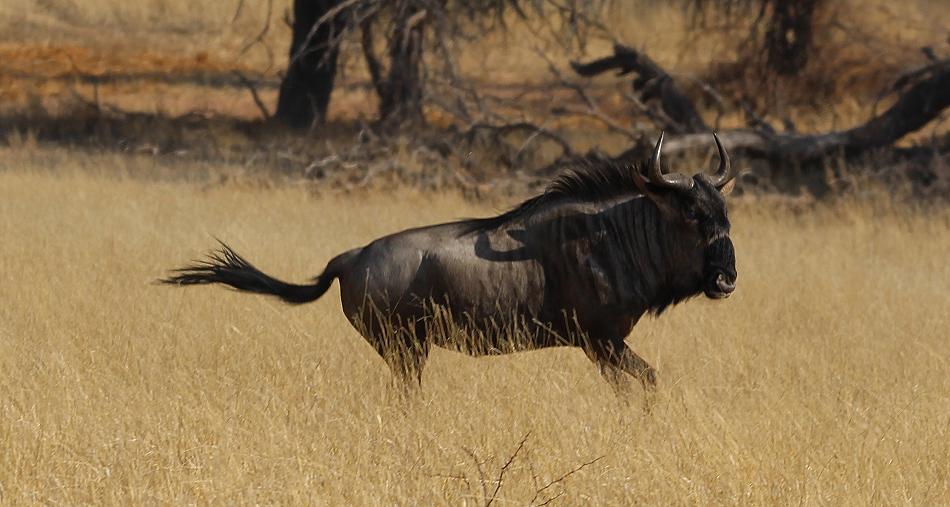 Niassa Gnu (Connochaetes taurinus johnstoni)