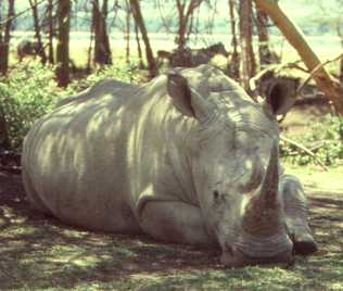 Breitmaulnashorn, Lake Nakuru National Park