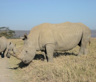 Breitmaulnashorn, Lake Nakuru National Park