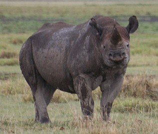 Spitzmaulnashorn, Ngorongoro Crater; Tansania