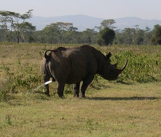 Spitzmaulnashorn markiert sein Revier, Nakuru National Park