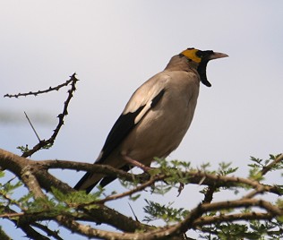 Lappenstar, Hahn, Watteld Starling 1,0; creatophora cinera