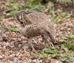 Rotschwanzweber, Histurgops ruficauda, Rufus Tailed Weaver