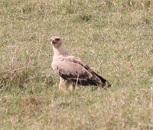 Raubadler, Tawny Eagle, Aquila rapax