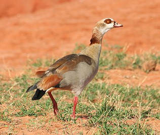 Nilgans, Tsavo Ost