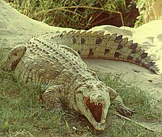 Nilkrokodil