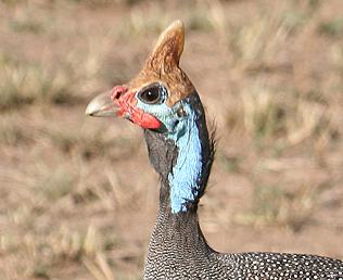 Helmperlhun, Numida meleagris reichenowi, Helmeted Guineafowl