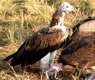 Ohrengeier, Masai Mara