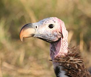 Ohrengeier, Aegypius tracheliotus, Syn. Torgos tracheliotus, Lappet-Faced Vulture