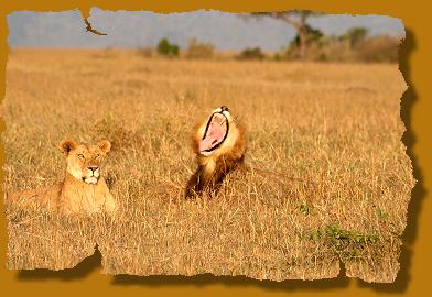 Löwen Pärchen in der maasai mara