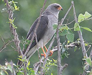 Ovambosperber, Ovambo Sparrowhawk, Accipiter ovampensis