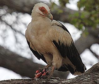 Palmgeier, Gypohierax angolensis, Palm-Nut Vulture