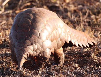 Steppenschuppentier / Pangolin (Smutsia temminckii)