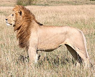 Löwe, Panthera leo, lion, simba