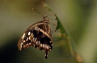 Papilio constantinus