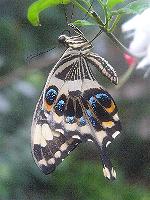 Papilio ophidicephalus