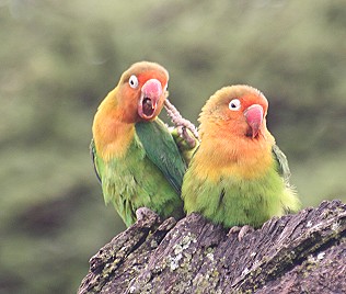 Pfirsichköpfchen, unzertrennliche Papageien, Tansania