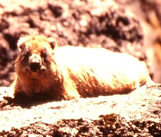 Klippschliefer, Procavia johnstoni, Black-necked Rock Hyrax