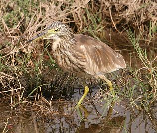 Rallenreiher, Ardeola ralloides