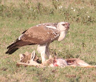 Kampfadler frißt Gazelle, Lake Ndutu - Tansania